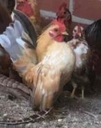 Gezocht serama haan, Dieren en Toebehoren, Mannelijk, Kip