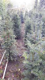 Taxus baccata, Ophalen, Bloeit niet, Overige soorten, Volle zon