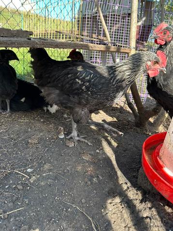 3 jonge haantjes van juli beschikbaar voor biedingen