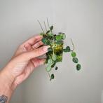 Hoya Serpens 2, Overige soorten, Minder dan 100 cm, Bloeiende kamerplant, Halfschaduw