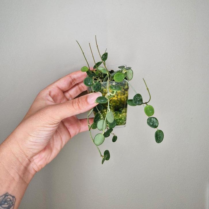 Hoya Serpens 2, Huis en Inrichting, Kamerplanten, Overige soorten, Minder dan 100 cm, Bloeiende kamerplant, Halfschaduw, Ophalen of Verzenden