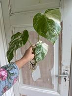 Monstera Variegata Stekjes, Ophalen of Verzenden