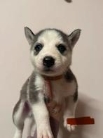Siberische Husky pups / nog 4 beschikbaar!, Dieren en Toebehoren, Honden | Poolhonden, Keeshonden en Oertypen, CDV (hondenziekte)