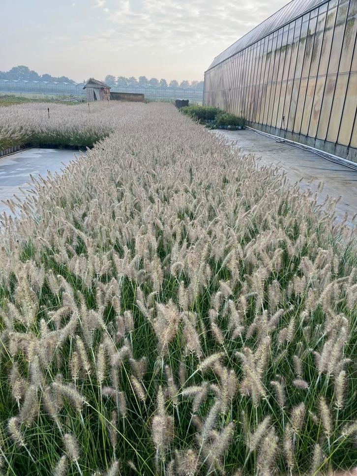 Pennisetum Hameln - Lampepoetsergras, Tuin en Terras, Planten | Tuinplanten, Vaste plant, Siergrassen, Volle zon, Zomer, Ophalen