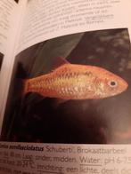 Tropische vis barbus schuberti gratis afte halen in leeuward, Karper of Koi