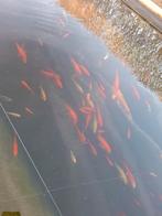 Goudvissen te koop, Dieren en Toebehoren, Goudvis(sen)