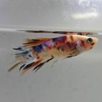 Betta splendens man 70, Dieren en Toebehoren, Vis