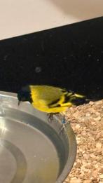 Zwartkopsijs man, Dieren en Toebehoren, Mannelijk, Parkiet