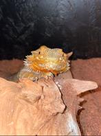 Baardagaam 1 jaar, Hagedis, Met terrarium, 0 tot 2 jaar