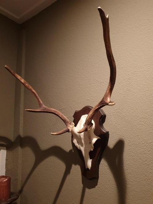 Damhert gewei. Landelijk hert muurdecoratie mancave, Verzamelen, Dierenverzamelingen, Zo goed als nieuw, Gewei of Kop, Hert, Ophalen of Verzenden