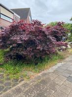 Japanse Esdoorn, Ophalen, Bloeit niet, Overige soorten, Halfschaduw