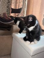 Kittens, Dieren en Toebehoren, Katten en Kittens | Raskatten | Korthaar, Meerdere dieren, Ontwormd, 0 tot 2 jaar