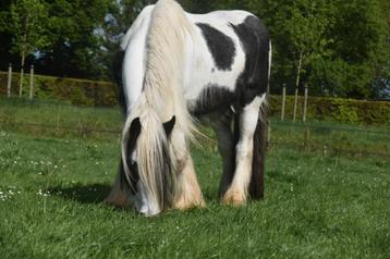 Lieve grote 5 jarige tinker merrie  beschikbaar voor biedingen