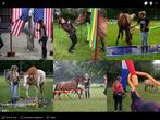 Te koop compleet schriktraining parcour, Dieren en Toebehoren, Ophalen