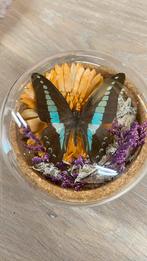 Taxidermie vlinder Graphium Sarpedon in glazen stolp, Verzamelen, Dierenverzamelingen, Ophalen, Zo goed als nieuw, Insect, Opgezet dier