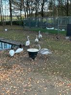 Zwanen ganzen eenden watervogels siereenden, Meerdere dieren, Eend