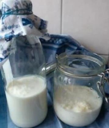  Biologische Melkkefir kefirkorrels yoghurtplantje Kefir  beschikbaar voor biedingen