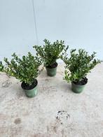 ilex crenata jenny ( japanse hulst ), Ophalen of Verzenden, Overige soorten, Halfschaduw