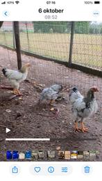 Jonge Wyandotte’s kriel hanen, Dieren en Toebehoren, Mannelijk, Kip