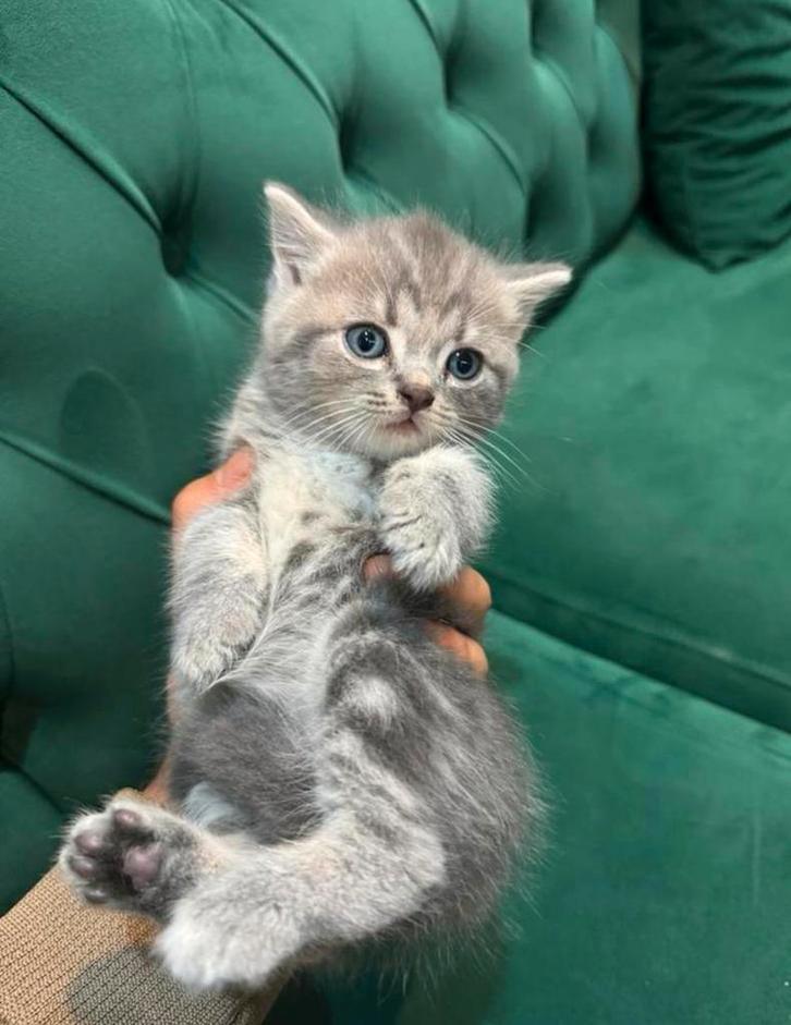 Britse korthaar kitten, Dieren en Toebehoren, Katten en Kittens | Raskatten | Langhaar, Kater