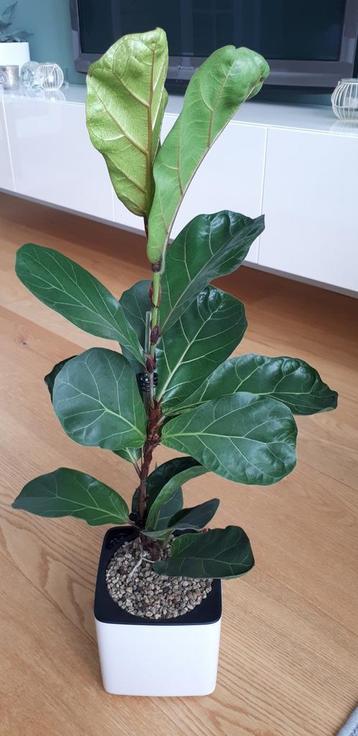 Ficus lyrata (bambino?) beschikbaar voor biedingen