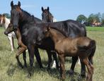 Meerdere paarden en veulens wegens inkrimping, Meerdere dieren, Onbeleerd, Gechipt, 0 tot 2 jaar