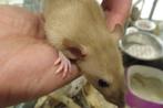 Tamme ratjes., Meerdere dieren, Rat, Na 1 juli 2024, Tam
