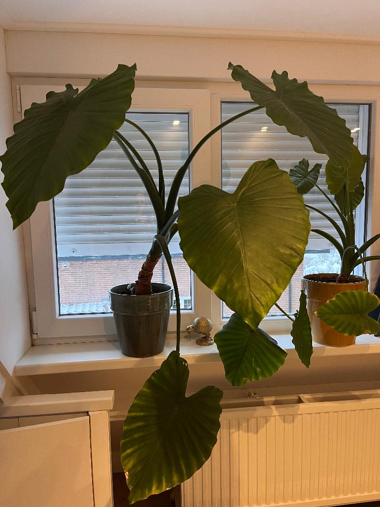 Kamerplant olifantsoor, Huis en Inrichting, Kamerplanten, Ophalen, Overige soorten, Halfschaduw, In pot