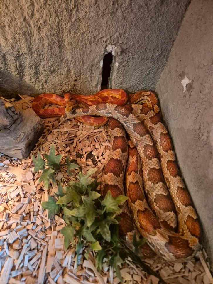 Rattenslangen, Dieren en Toebehoren, Reptielen en Amfibieën
