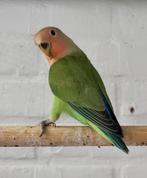 Jonge agapornis roseicollis dwergpapegaai, Geslacht onbekend, Dwergpapegaai of Agapornis, Geringd