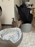 Lieve poes aangeboden, Dieren en Toebehoren, Poes