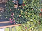 hortensia, Tuin en Terras, Planten | Struiken en Hagen, Ophalen of Verzenden, Hortensia, Minder dan 100 cm