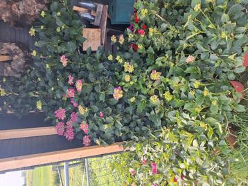hortensia  beschikbaar voor biedingen