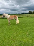 Haflingermerrie 2 jaar, Dieren en Toebehoren, Pony's, Merrie, Recreatiepony, 0 tot 2 jaar