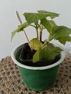Smallanthus, Ophalen, Zomer, Volle zon