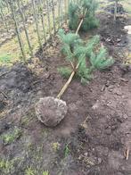 Staan nog wat kluiten en poten voor leuk prijsje, Ophalen, In pot, Overige soorten, 250 tot 400 cm