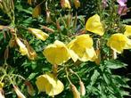 Teunisbloem plant inheems, Volle zon, Groenteplanten, Eenjarig, Ophalen of Verzenden