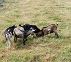 Dieren, Dieren en Toebehoren, Schapen, Geiten en Varkens, Mannelijk, Geit, 0 tot 2 jaar