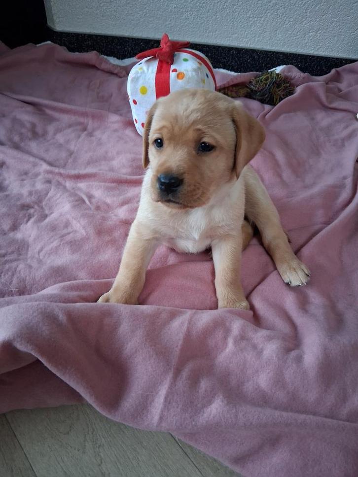 Prachtige blond en donker blond labrador pups vader red fox, Dieren en Toebehoren, Honden | Retrievers, Spaniëls en Waterhonden