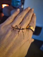 Australische flappentakken PSG9, Dieren en Toebehoren