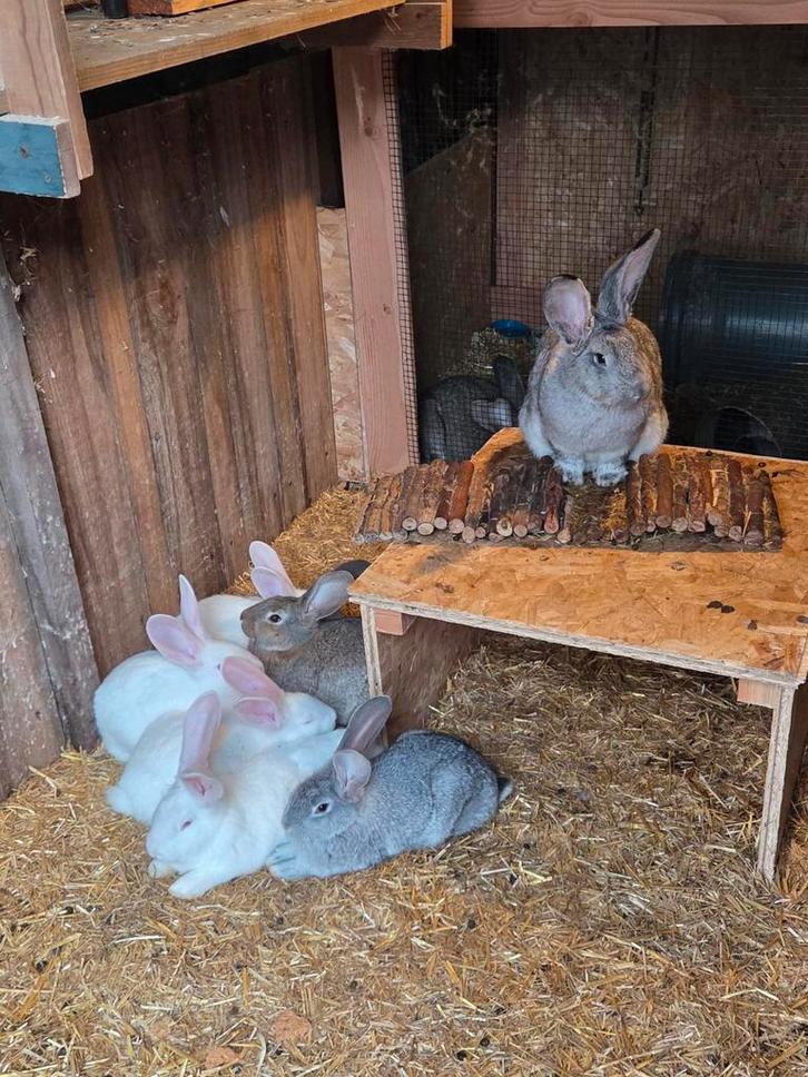 Jonge Vlaamse Reuzen, Dieren en Toebehoren, Konijnen, Groot, Meerdere dieren