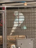 Blauwe Halsbandparkiet, Geslacht onbekend, Papegaai, Tam