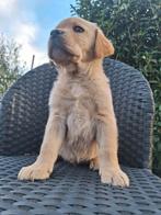 Labrador pups met stamboom nog 2 beschikbaar, Dieren en Toebehoren, Honden | Retrievers, Spaniëls en Waterhonden, 8 tot 15 weken