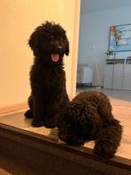 2 Labra Doodle mannetjes (broertjes), CDV (hondenziekte), 8 tot 15 weken, Meerdere, Nederland