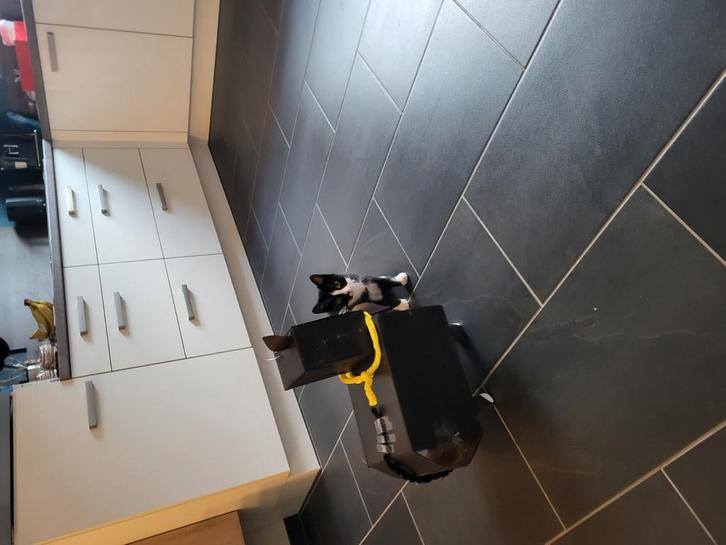 Poesje Pip, Dieren en Toebehoren, Katten en Kittens | Overige Katten, Kortharig, Poes, 0 tot 2 jaar