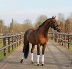 6 jarige kwpn ruin, Dieren en Toebehoren, Paarden, Ruin, Dressuurpaard