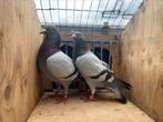 Koppeltje Postduiven te koop, Dieren en Toebehoren, Vogels | Duiven, Meerdere dieren, Postduif