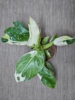 Philodendron Jose Buono Variegata p12 (3), Overige soorten, Minder dan 100 cm, Ophalen of Verzenden, Halfschaduw