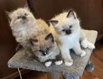 Liefste raszuivere Ragdoll kittens, Meerdere dieren, Gechipt
