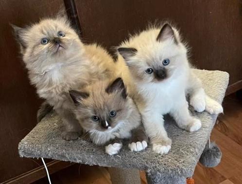 Liefste raszuivere Ragdoll kittens, Dieren en Toebehoren, Katten en Kittens | Raskatten | Langhaar, Meerdere dieren, Gechipt, Ontwormd